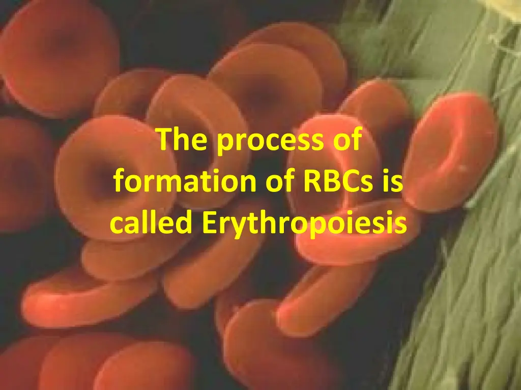 the process of formation of rbcs is called