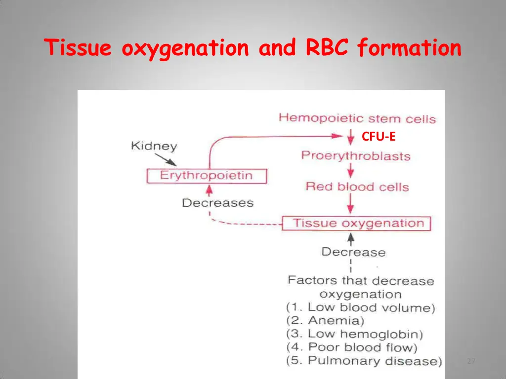tissue oxygenation and rbc formation