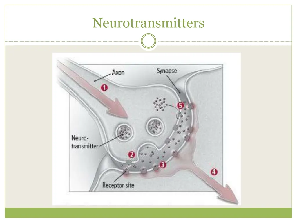 neurotransmitters