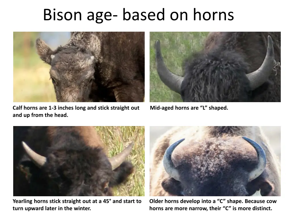 bison age based on horns 1