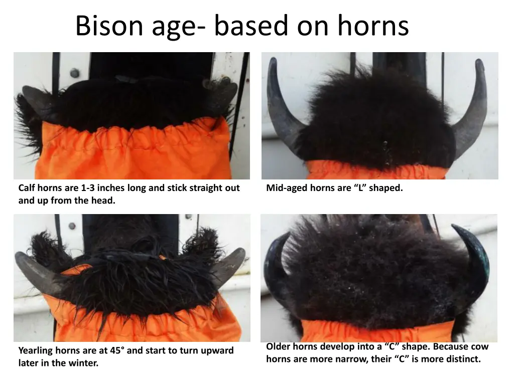 bison age based on horns