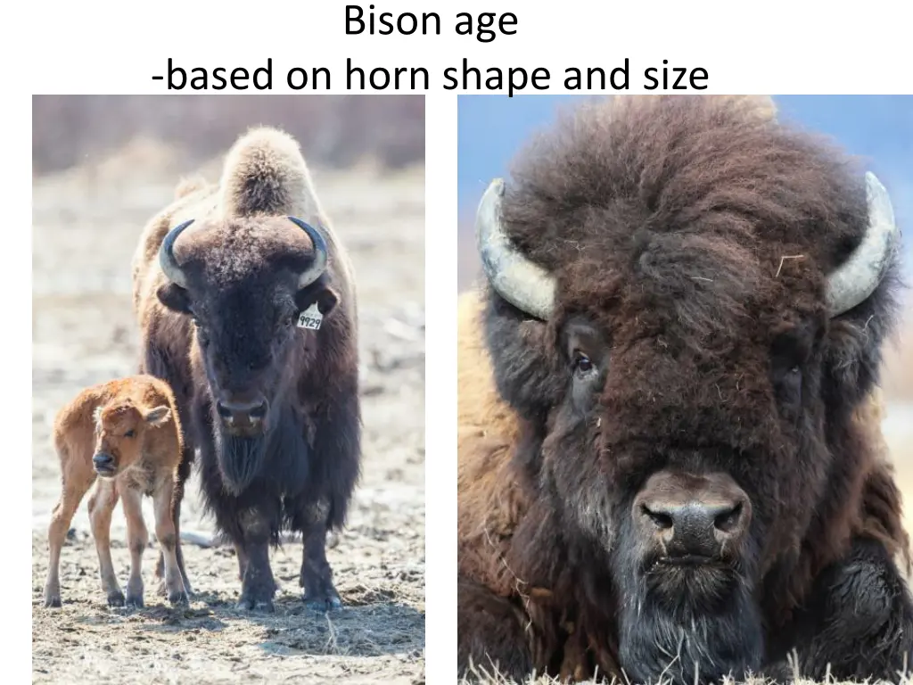 bison age