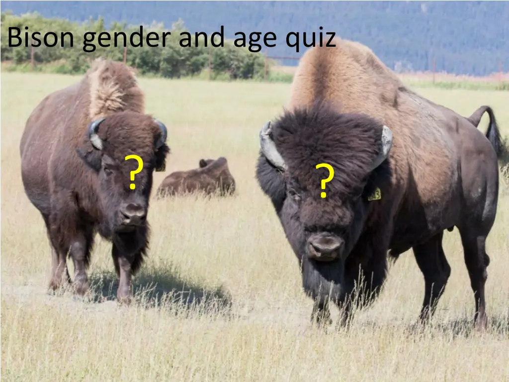 bison gender and age quiz 1