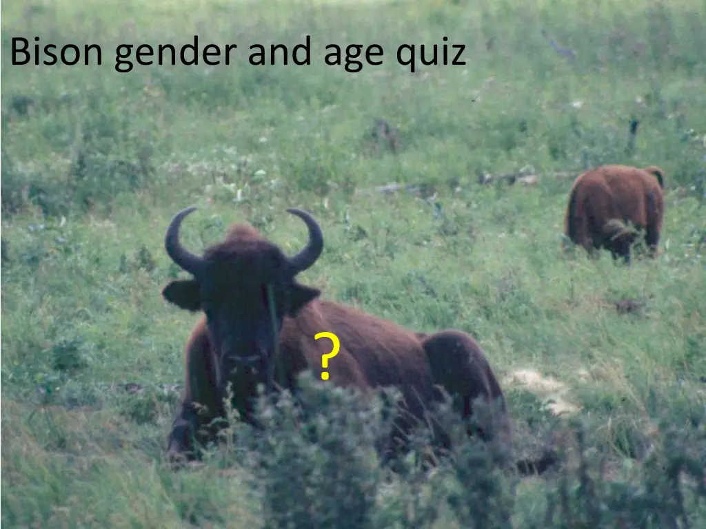 bison gender and age quiz 2