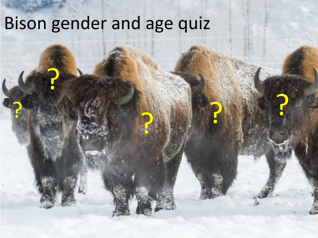 bison gender and age quiz 3