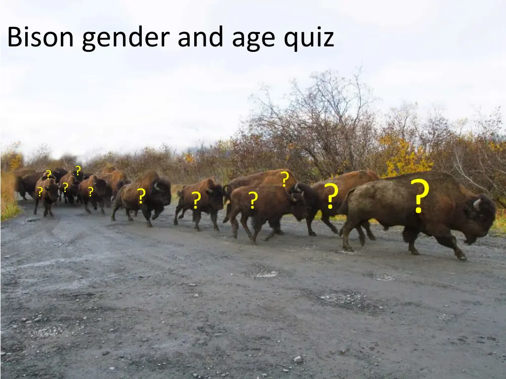 bison gender and age quiz 4