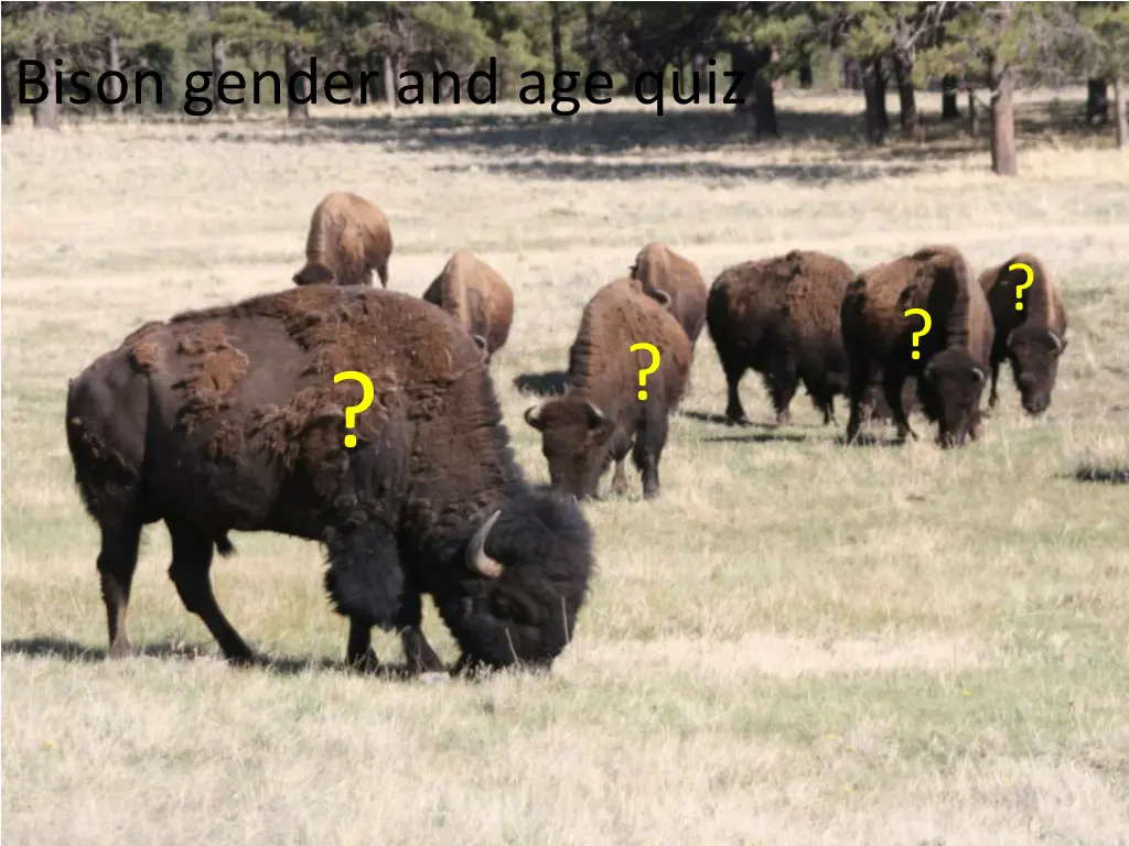 bison gender and age quiz 5