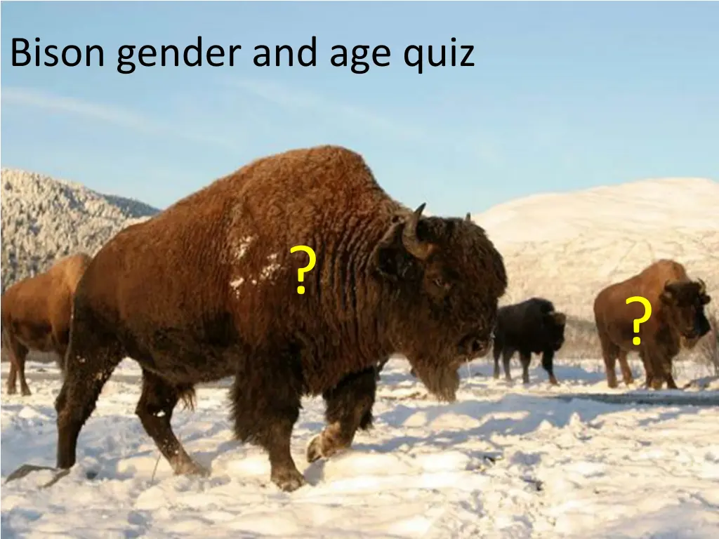 bison gender and age quiz
