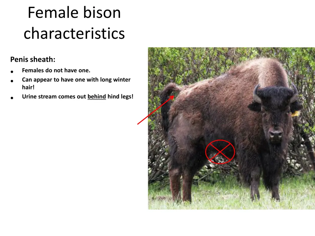 female bison characteristics 1