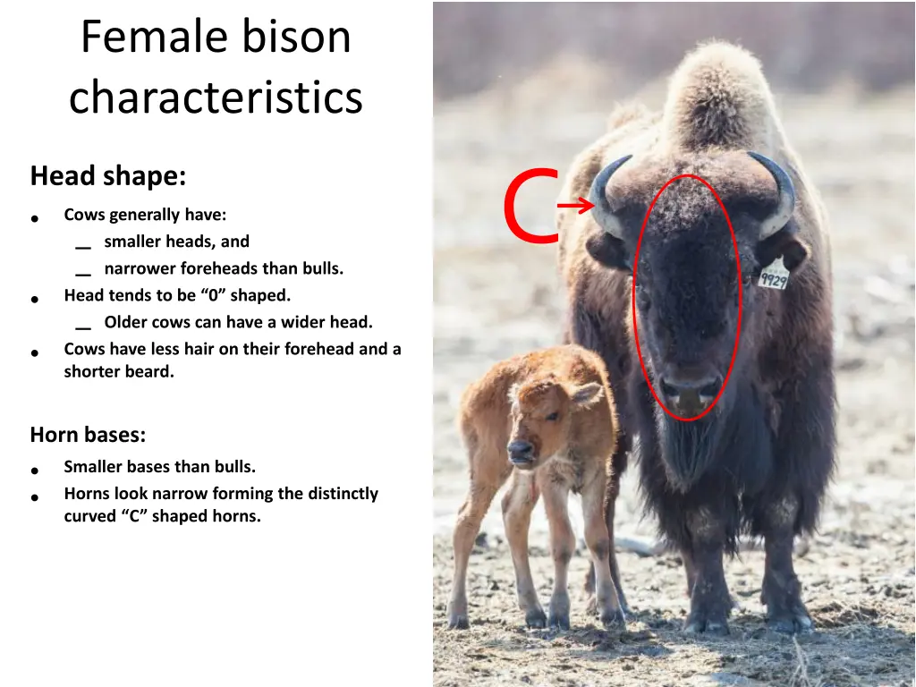female bison characteristics