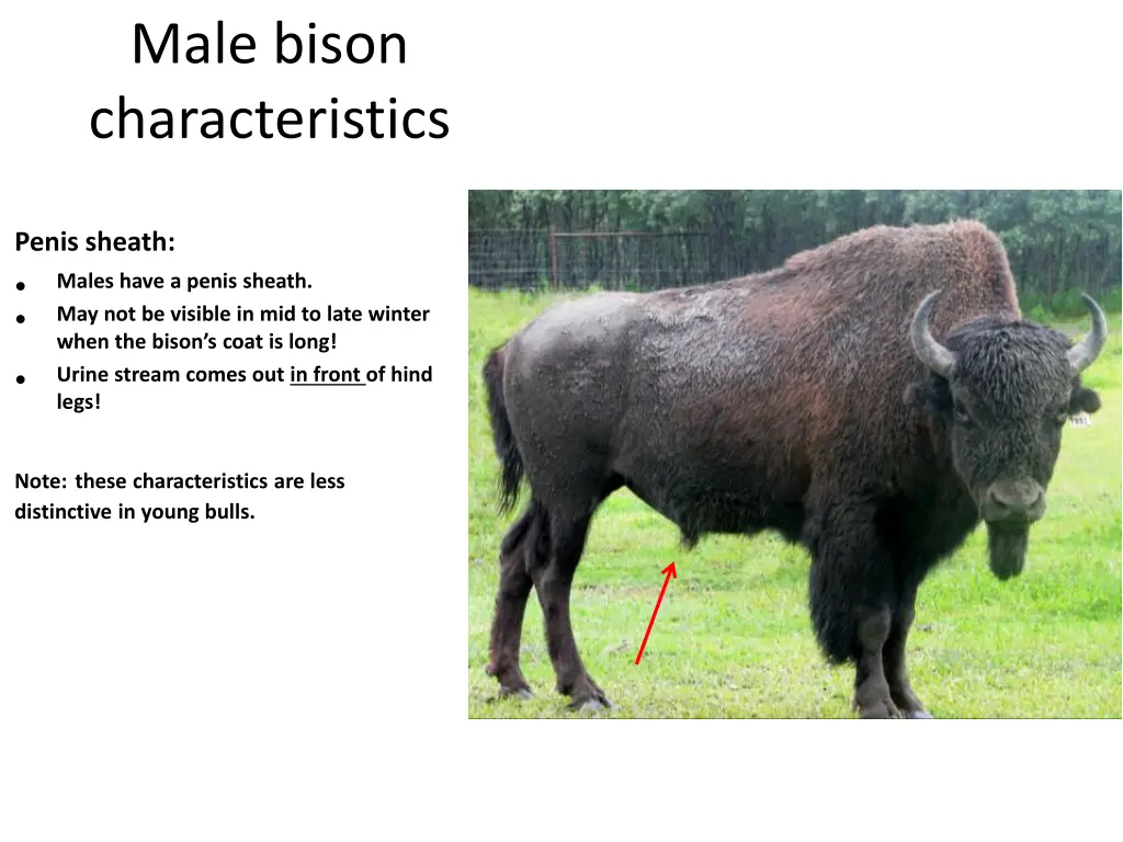 male bison characteristics 1