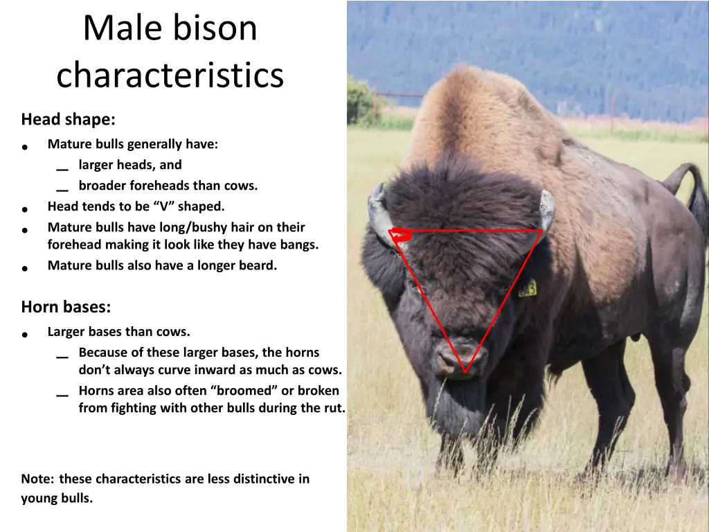 male bison characteristics