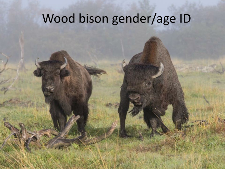 wood bison gender age id