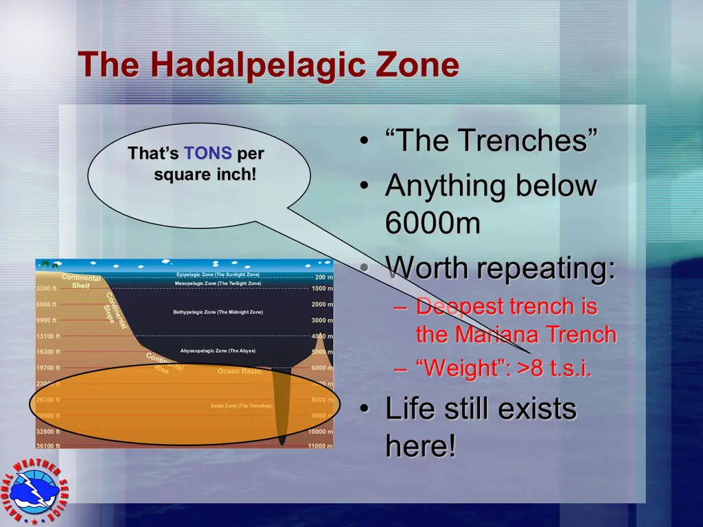 the hadalpelagic zone