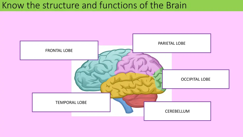 know the structure and functions of the brain 1