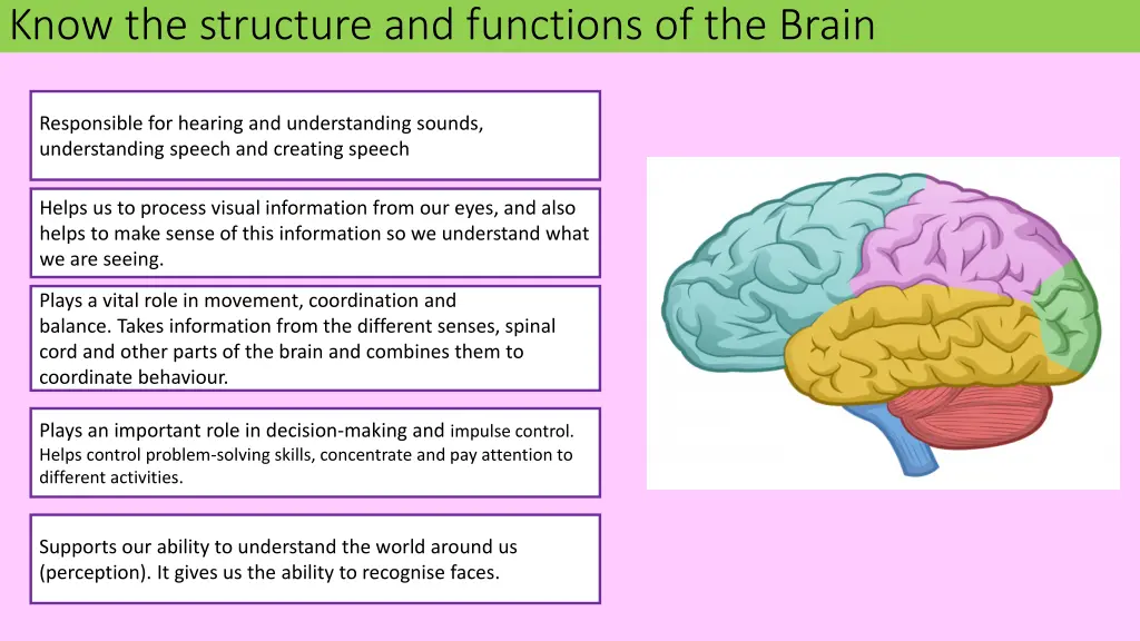 know the structure and functions of the brain 2