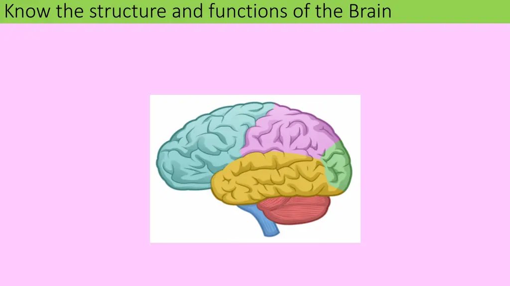 know the structure and functions of the brain