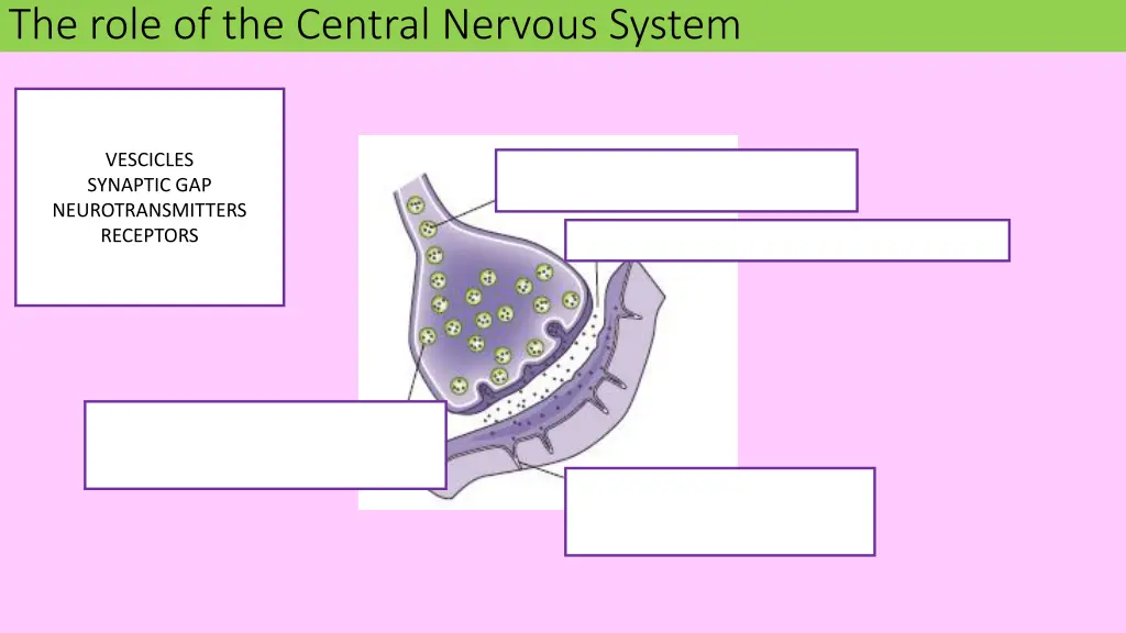 the role of the central nervous system 1