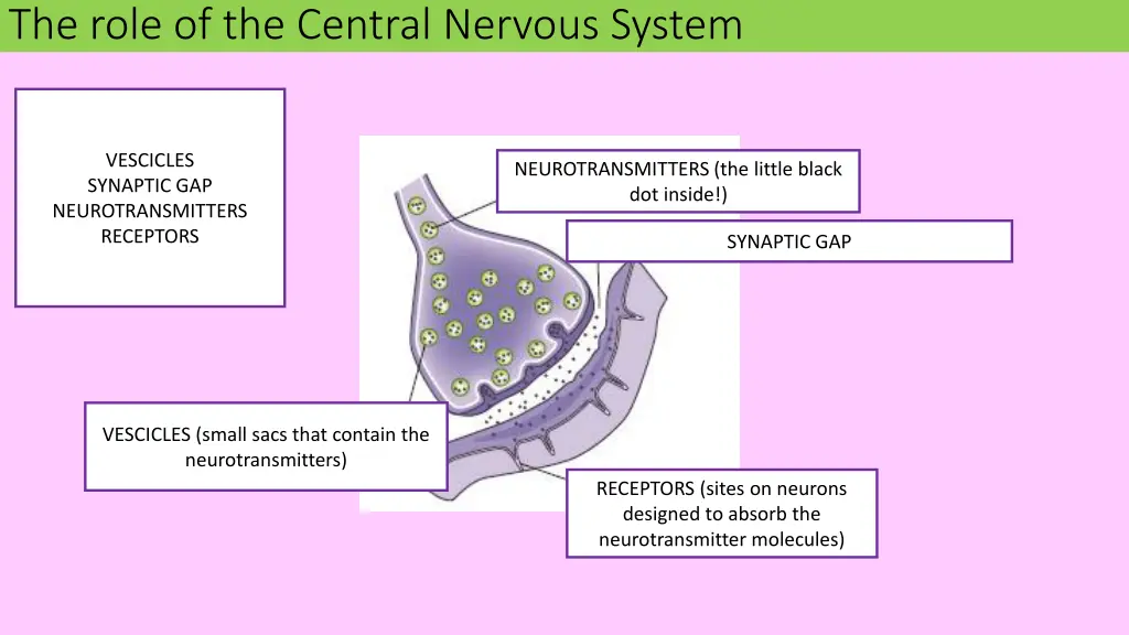 the role of the central nervous system 2