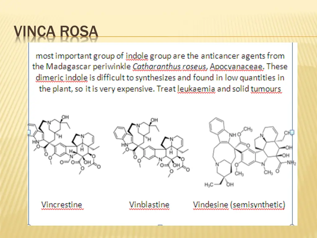 vinca rosa