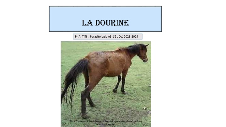 la dourine