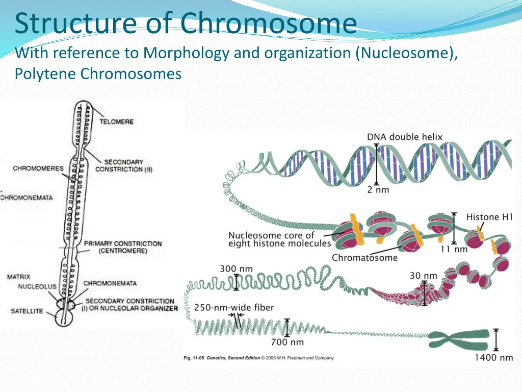 structure of chromosome with reference