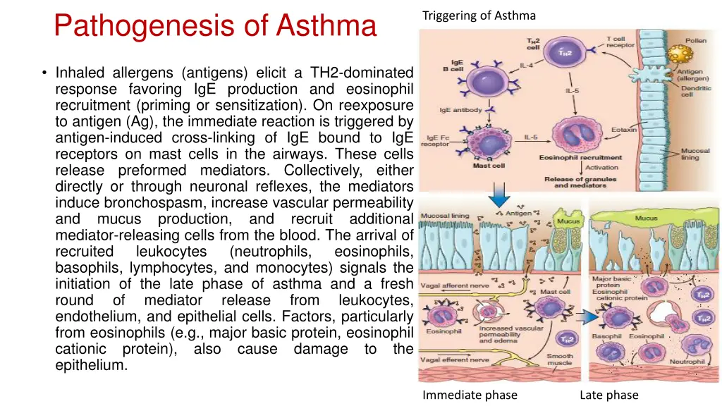 pathogenesis of asthma