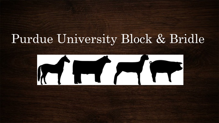 purdue university block bridle