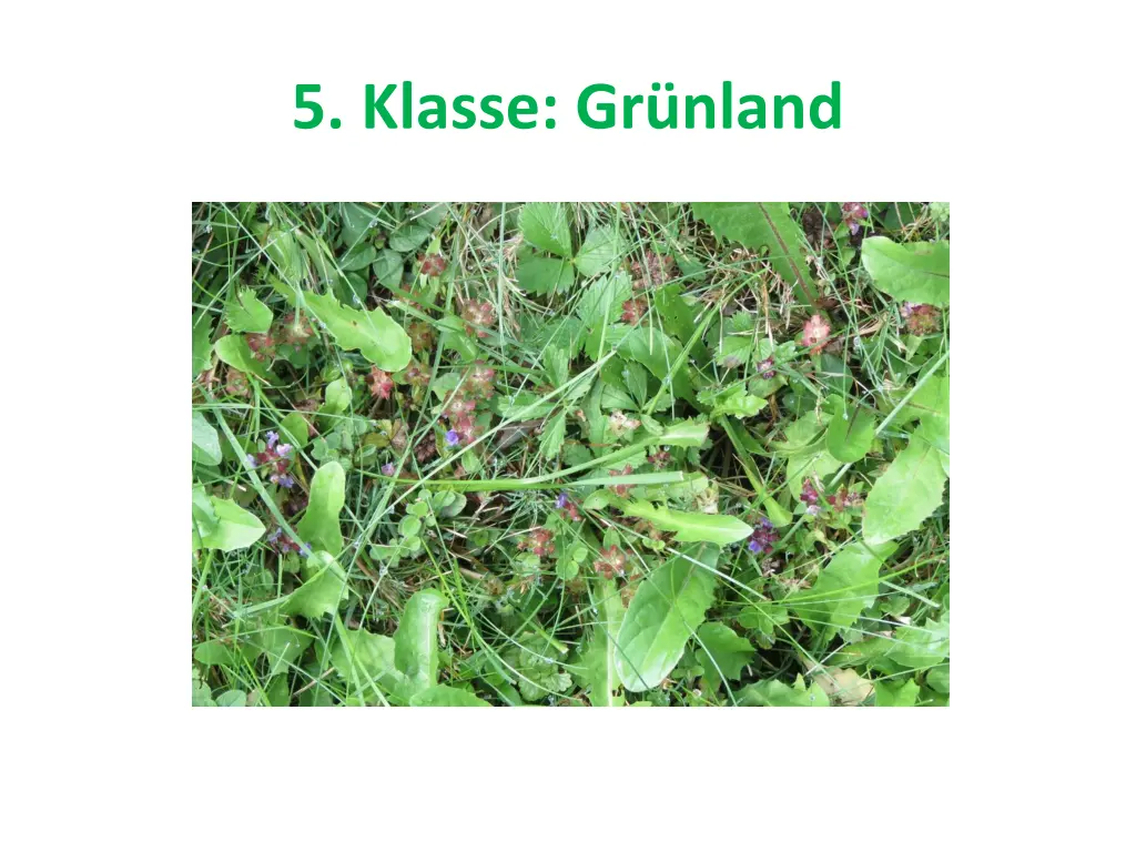 5 klasse gr nland