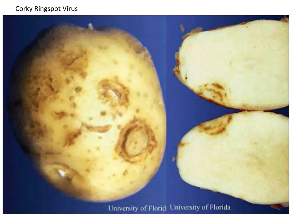 corky ringspot virus