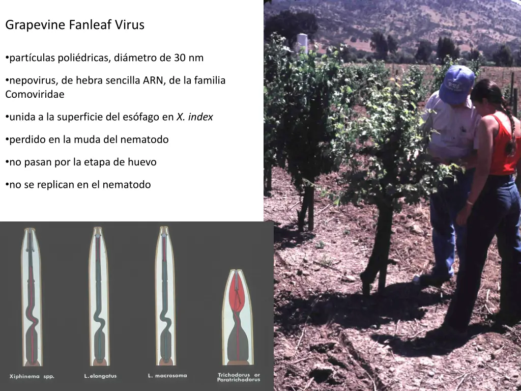 grapevine fanleaf virus 2