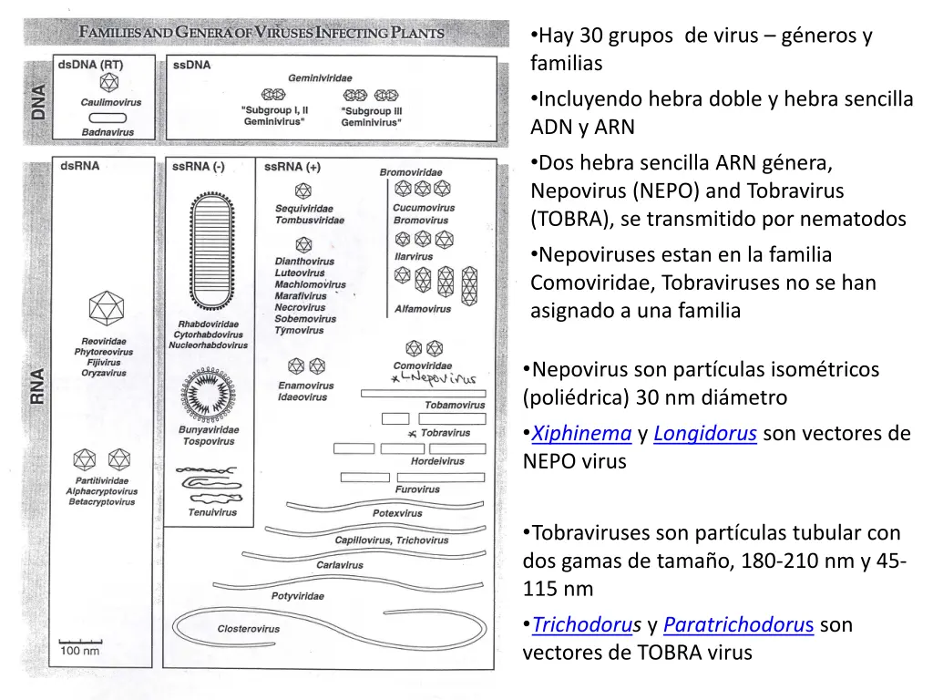 hay 30 grupos de virus g neros y familias