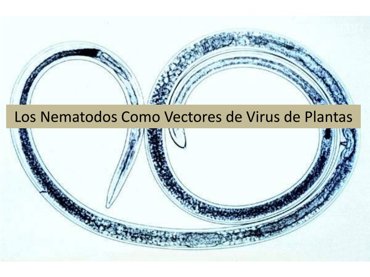 los nematodos como vectores de virus de plantas