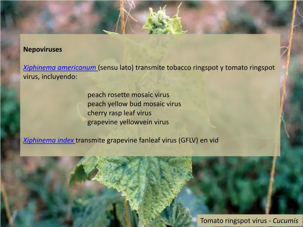 nepoviruses