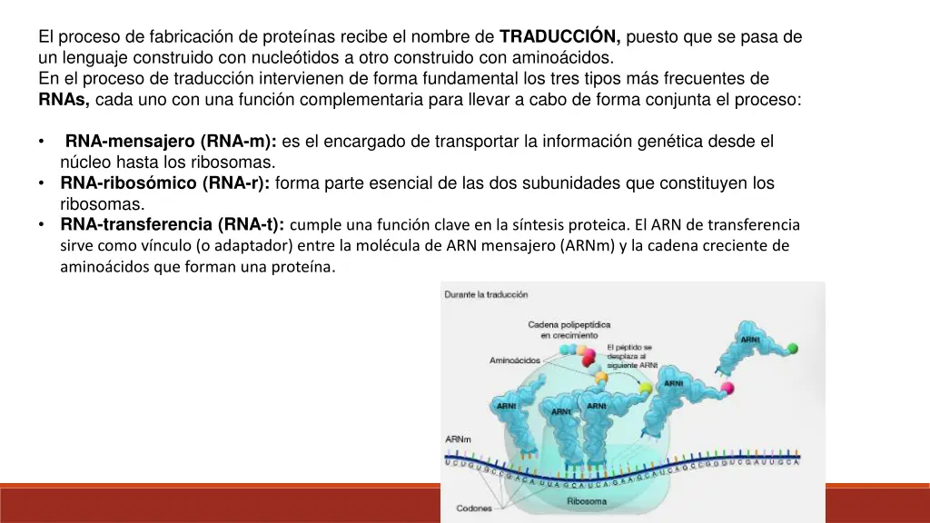 el proceso de fabricaci n de prote nas recibe