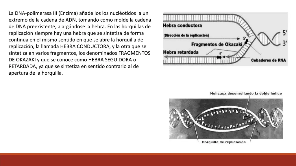 la dna polimerasa iii enzima a ade los los nucl