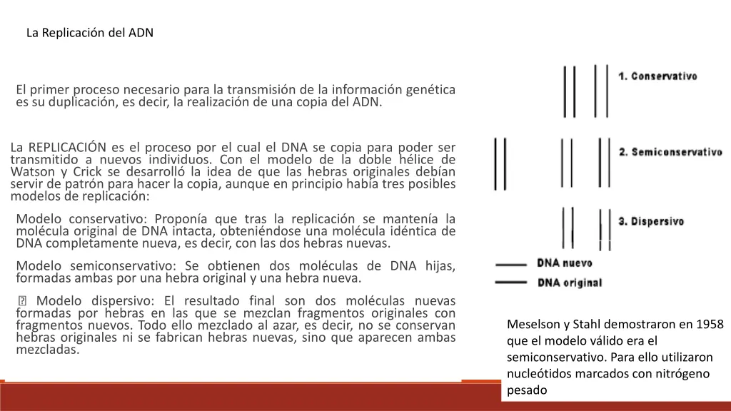la replicaci n del adn
