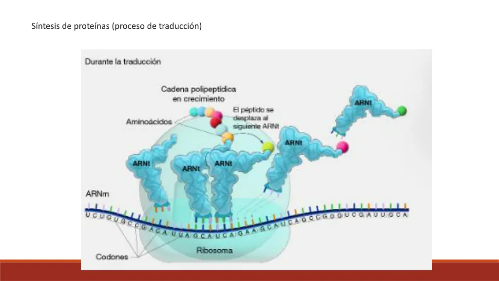 s ntesis de prote nas proceso de traducci n 2