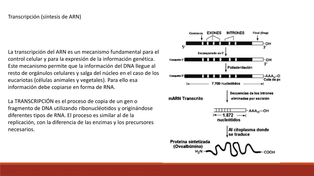 transcripci n s ntesis de arn 1