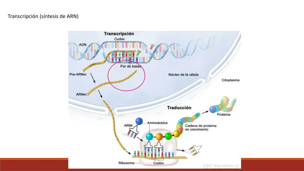 transcripci n s ntesis de arn
