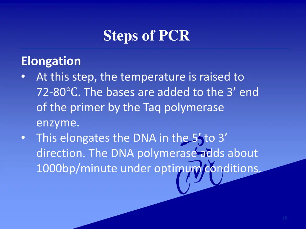 steps of pcr 2