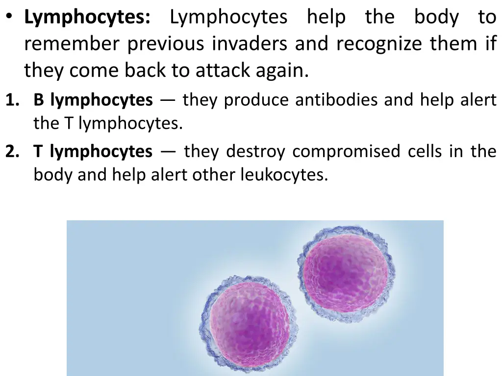 lymphocytes lymphocytes help the body to remember