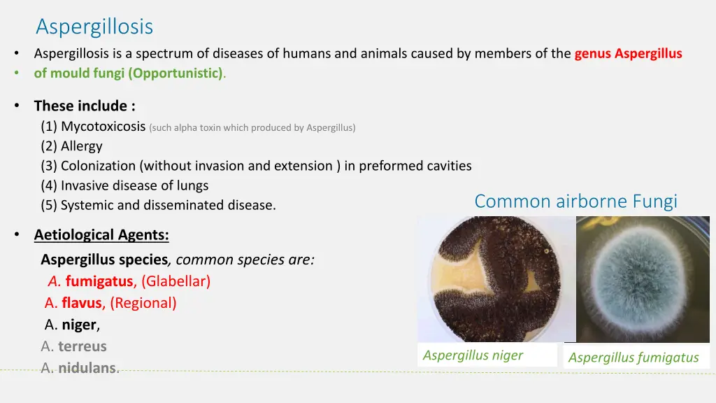 aspergillosis