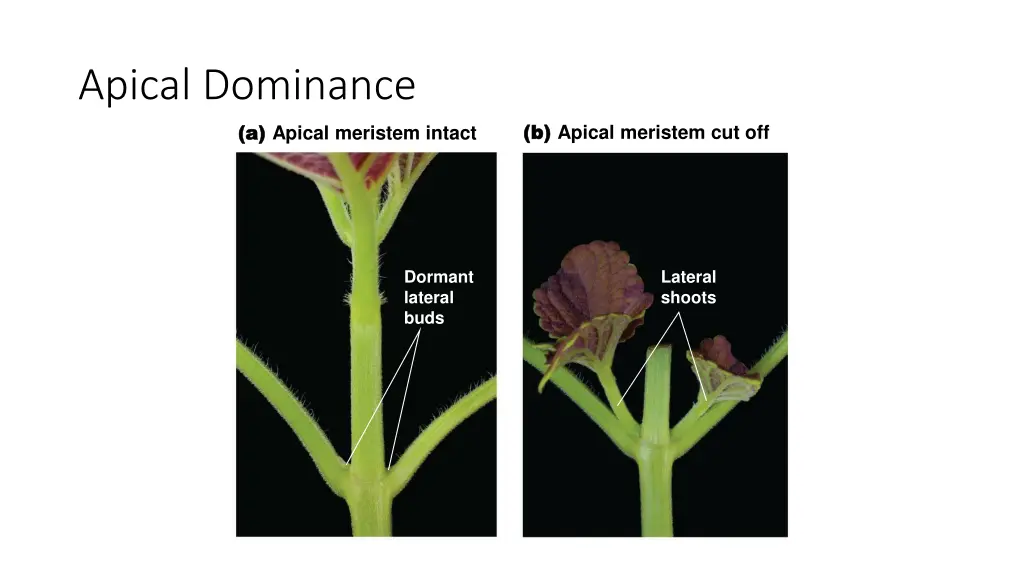 apical dominance a a apical meristem intact