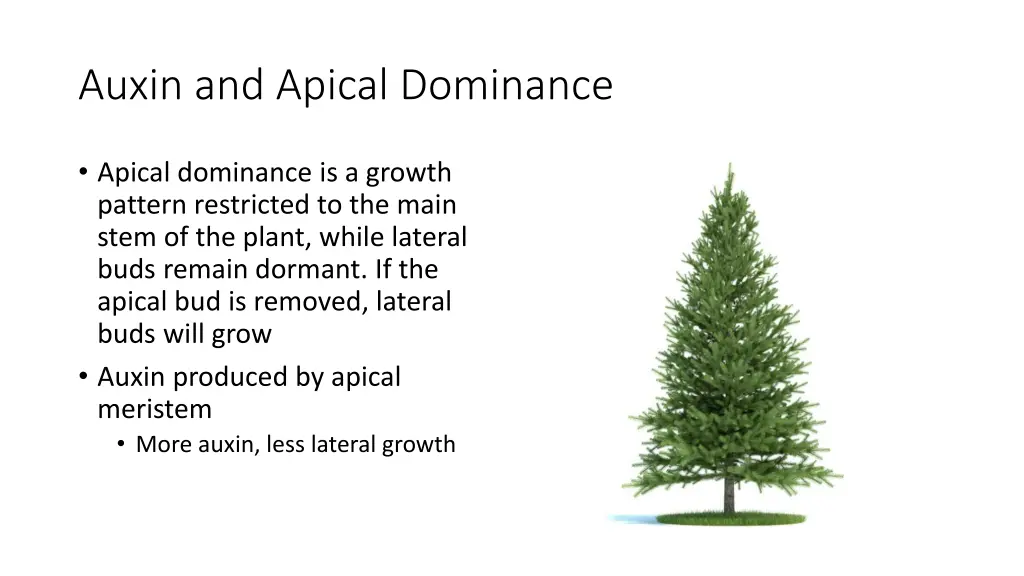 auxin and apical dominance