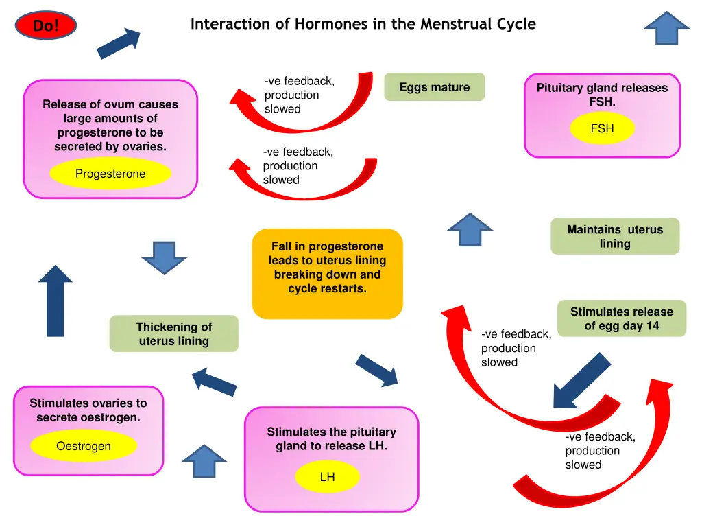interaction of hormones in the menstrual cycle