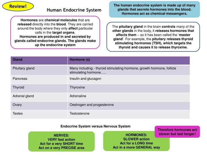 the human endocrine system is made up of many