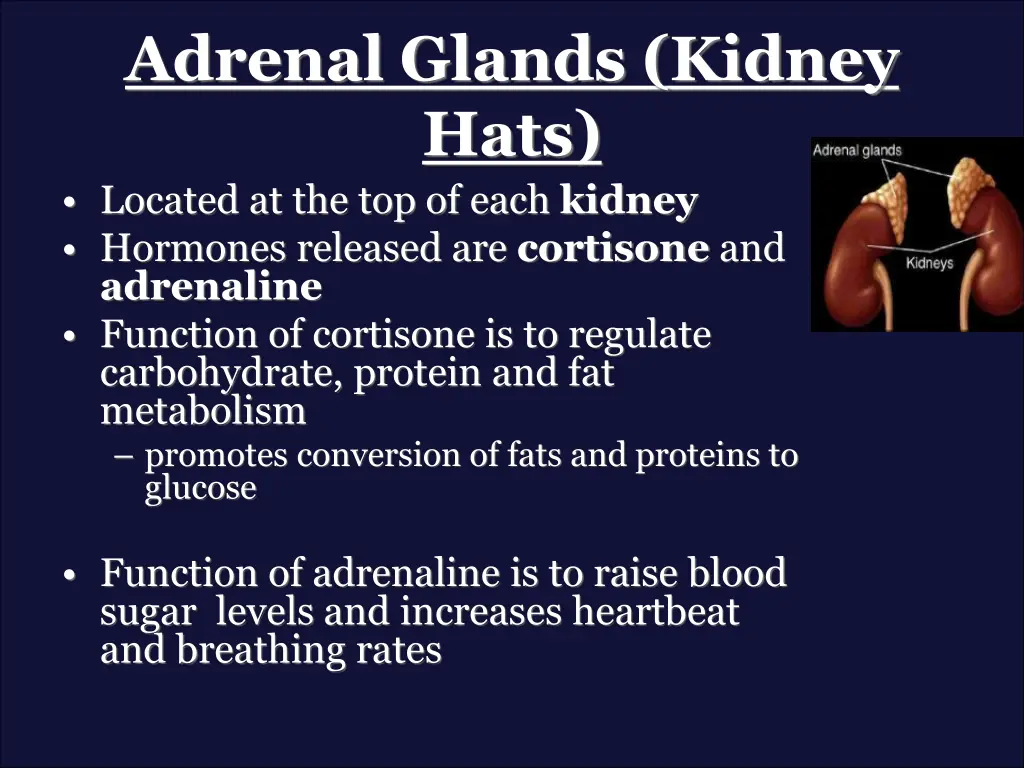 adrenal glands kidney hats located
