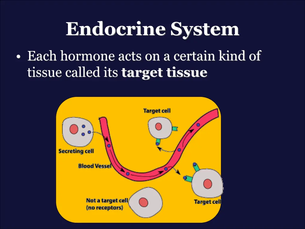 endocrine system 1
