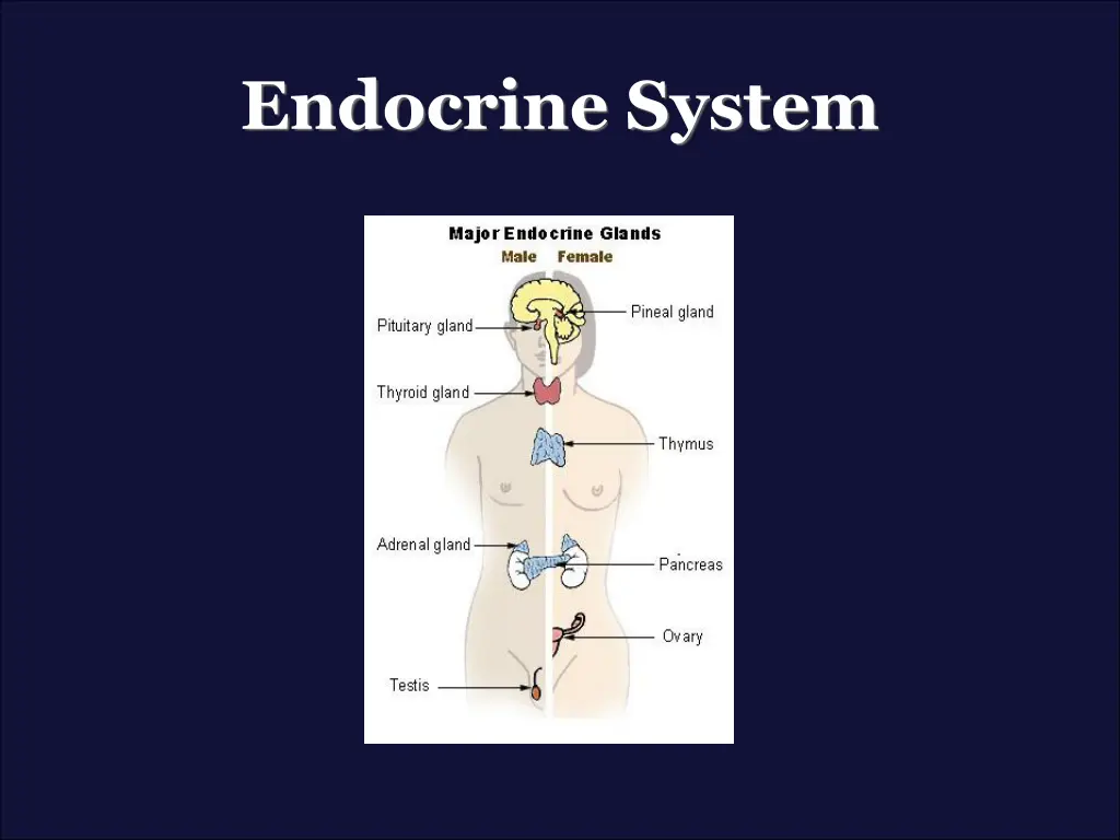 endocrine system